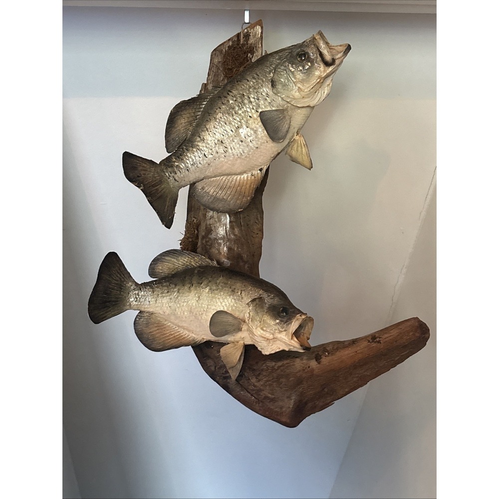 2 Fish Taxidermy Wall Mount on Driftwood (Crappie? Smallmouth Bass? - 14")